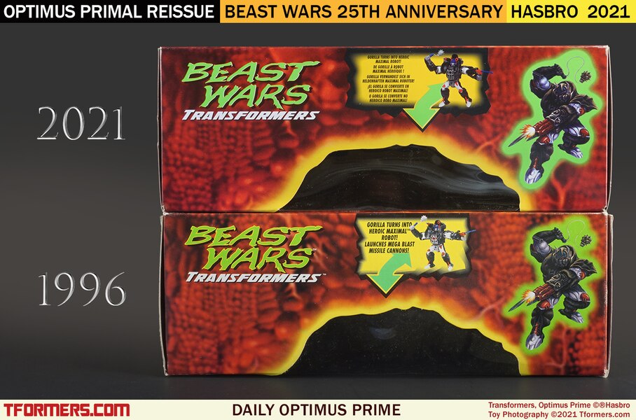 Daily Prime   25th Anniversary Beast Wars Optimus Primal Then And Now  (3 of 5)